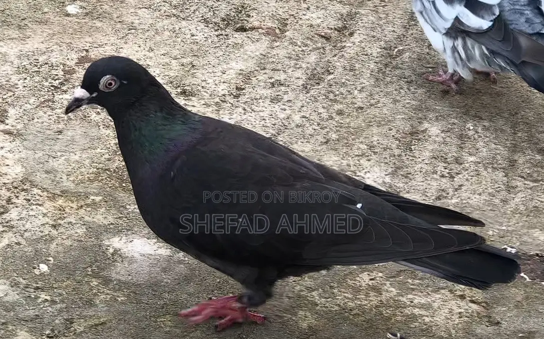 Pigeons for Sell