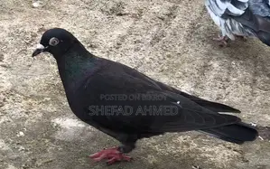 Pigeons for Sell