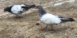 Pigeons for Sell