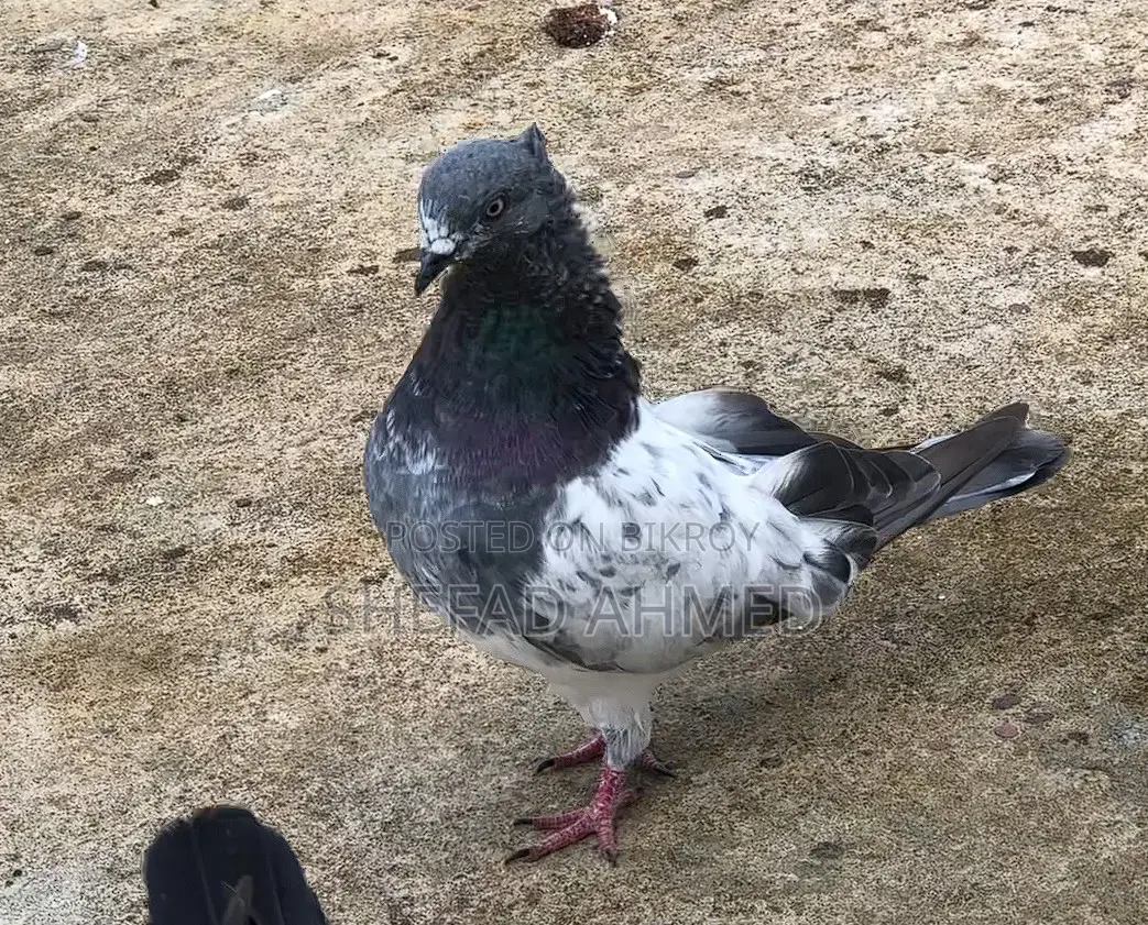 Pigeons for Sell