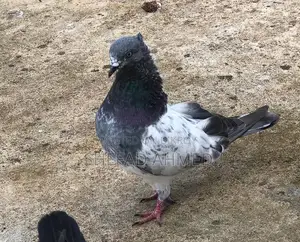 Pigeons for Sell