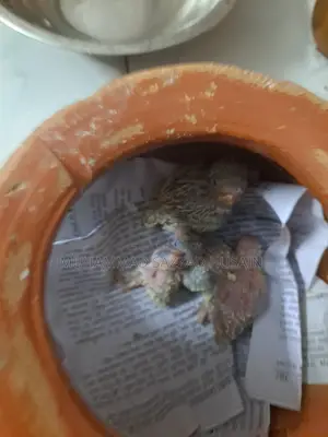 বাজরিগার পাখি