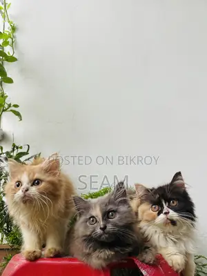১-৩ মাস বয়সী খাঁটি পার্সিয়ান মাদি বিড়ালছানা