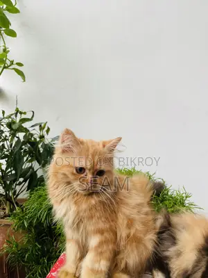 ১-৩ মাস বয়সী খাঁটি পার্সিয়ান মাদি বিড়ালছানা