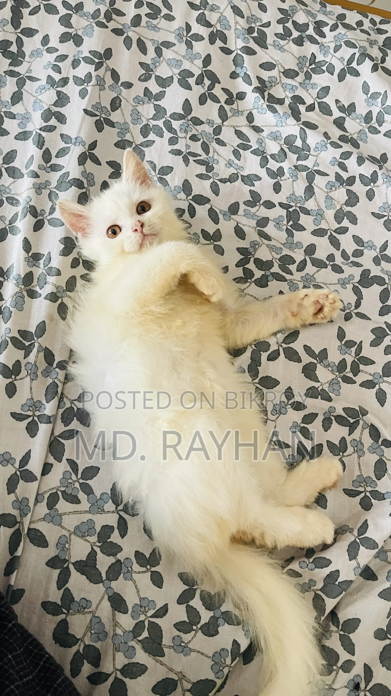১-৩ মাসের মেল পিওরব্রেড পার্সিয়ান