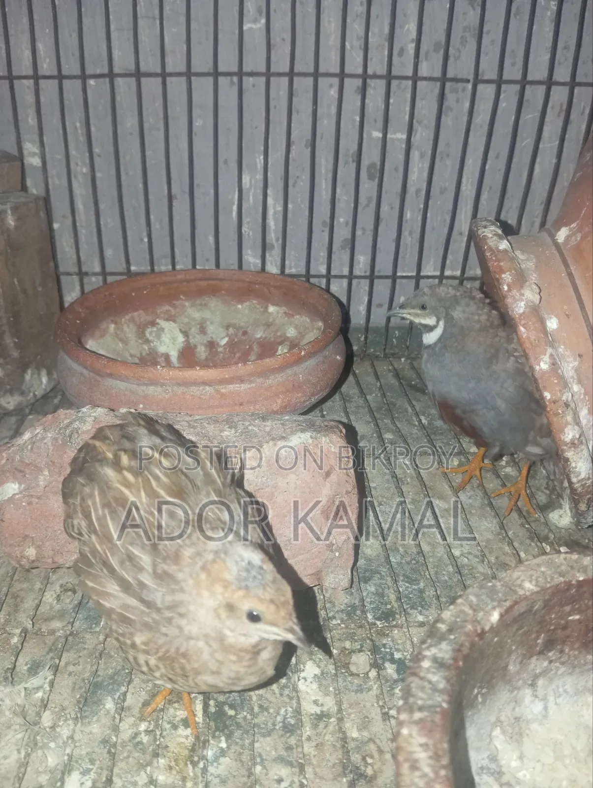 কিং কোয়েল