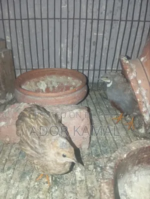 কিং কোয়েল