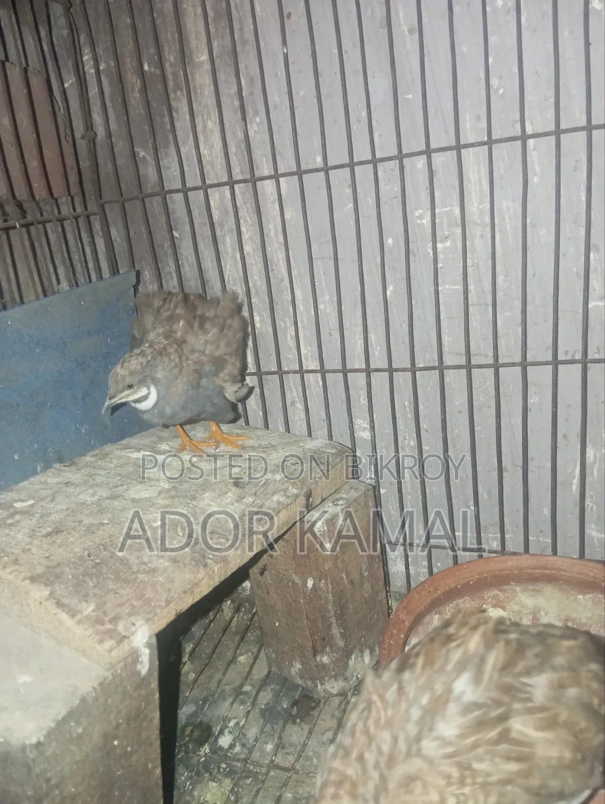 কিং কোয়েল
