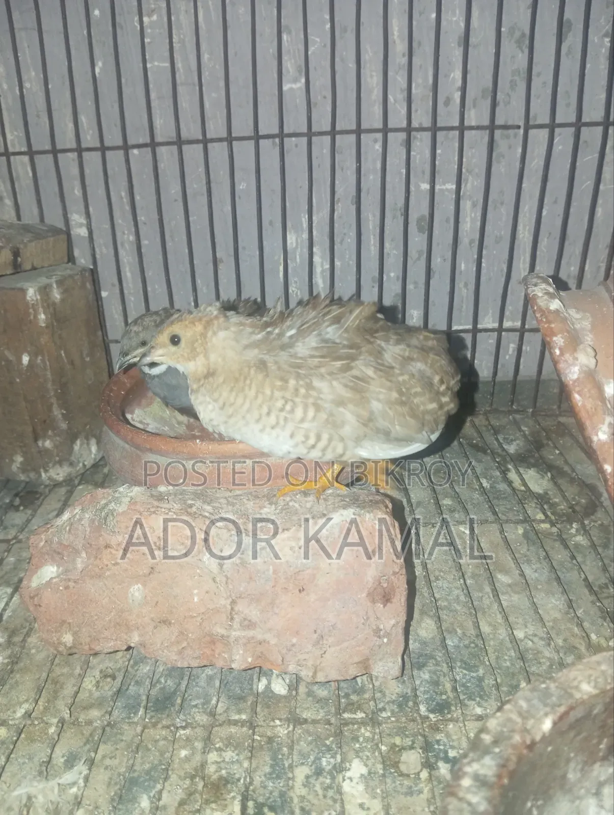 কিং কোয়েল
