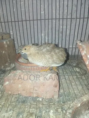 কিং কোয়েল
