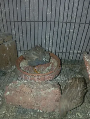 কিং কোয়েল