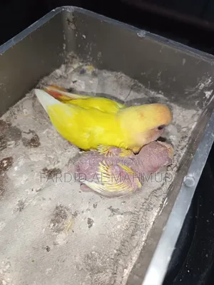 রেড হেড লুটিনো ওপালিয়াট টেম সাইজ লাভ বার্ড বেবি