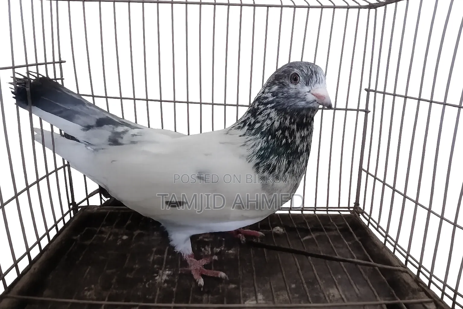 Male Giribaz Pigeon For Sale