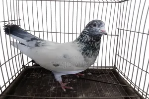 নর গিরিবাজ কবুতর বিক্রি