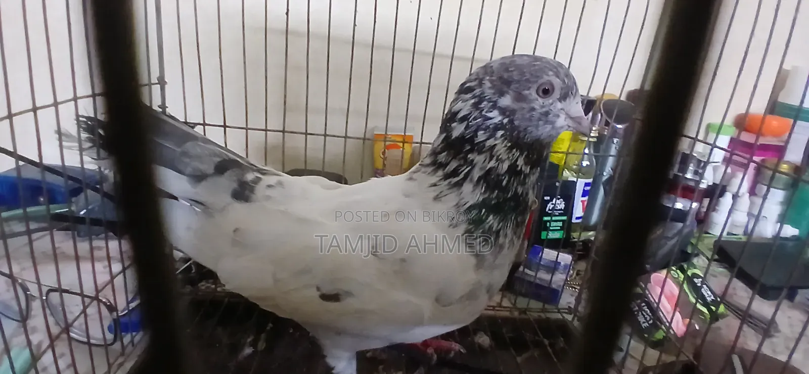 Male Giribaz Pigeon For Sale