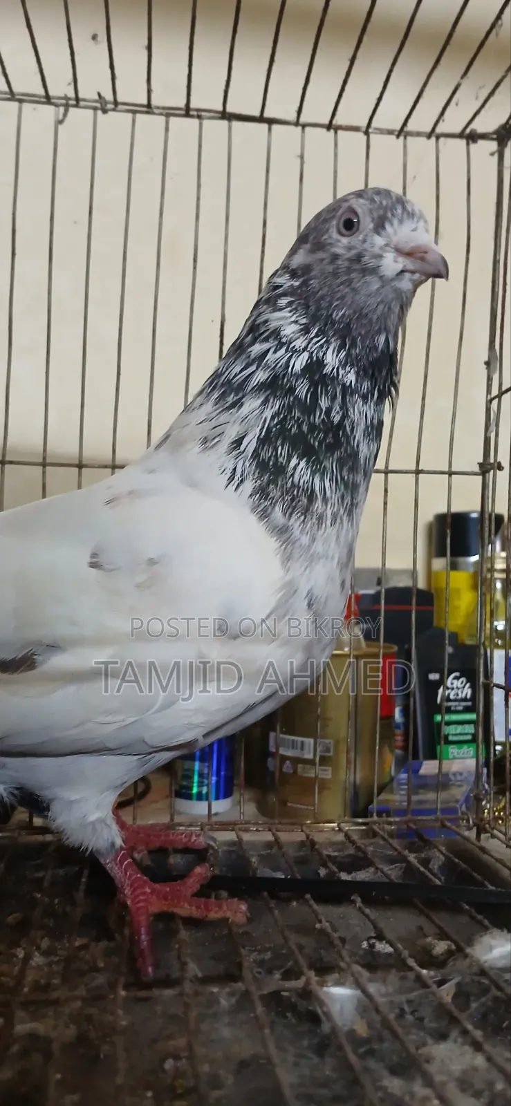 Male Giribaz Pigeon For Sale