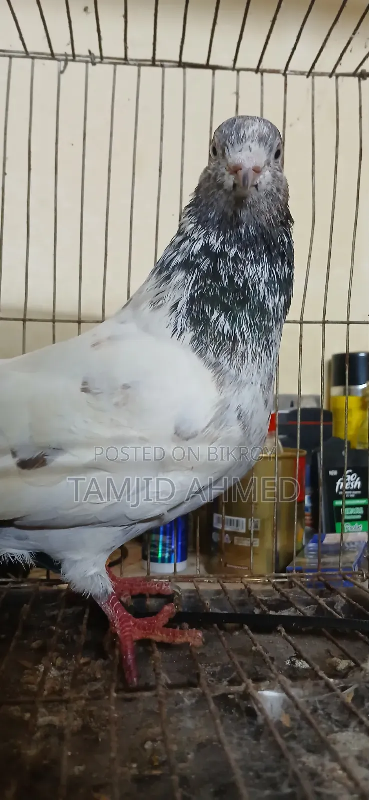 Male Giribaz Pigeon For Sale