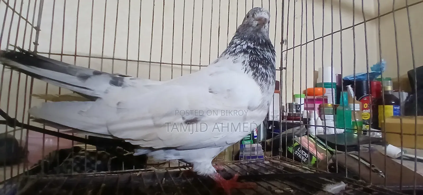 Male Giribaz Pigeon For Sale