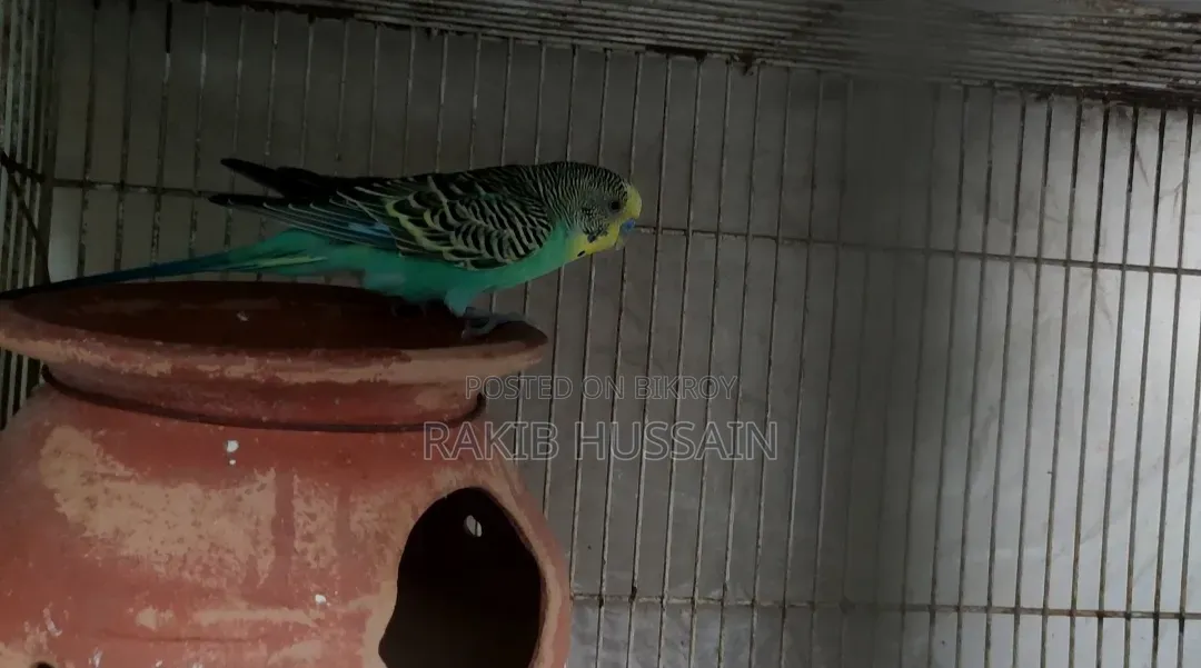 Bazigar Running Singing