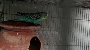 Bazigar Running Singing