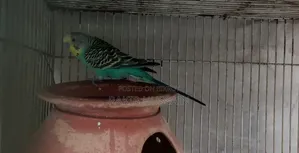 Bazigar Running Singing