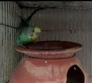 Bazigar Running Singing