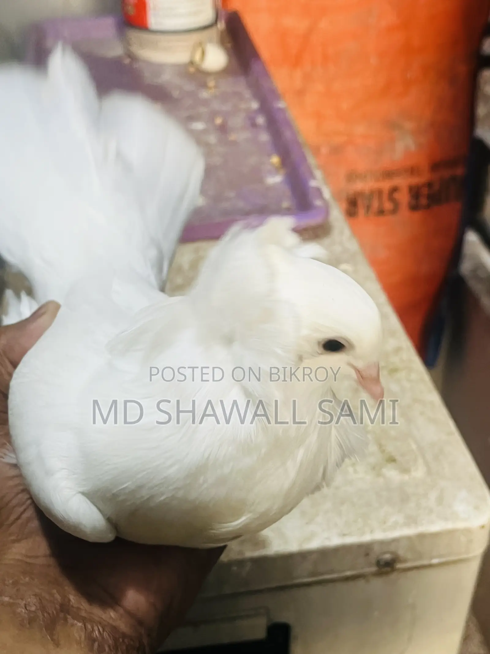 বম্বাই নর কবুতর লাগলে জানাবেন!