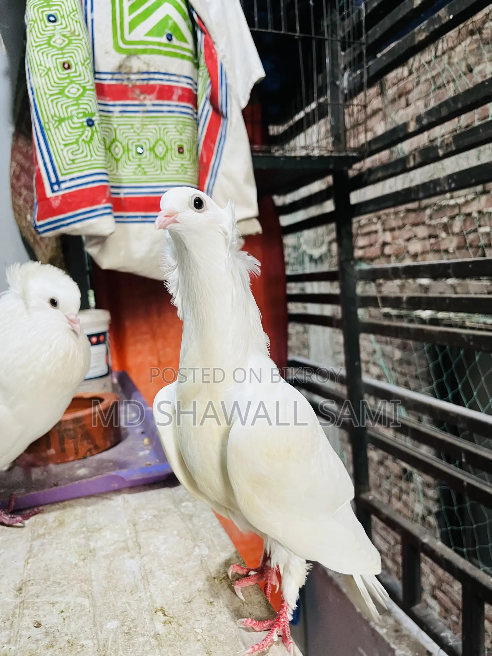 বম্বাই নর কবুতর লাগলে জানাবেন!