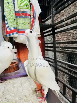বম্বাই নর কবুতর লাগলে জানাবেন!