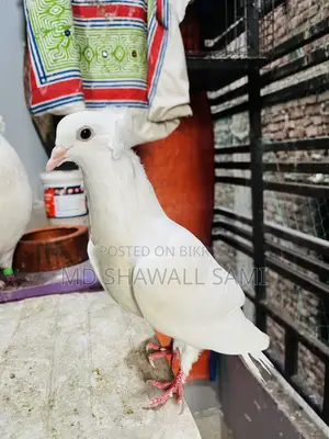 বম্বাই নর কবুতর লাগলে জানাবেন!