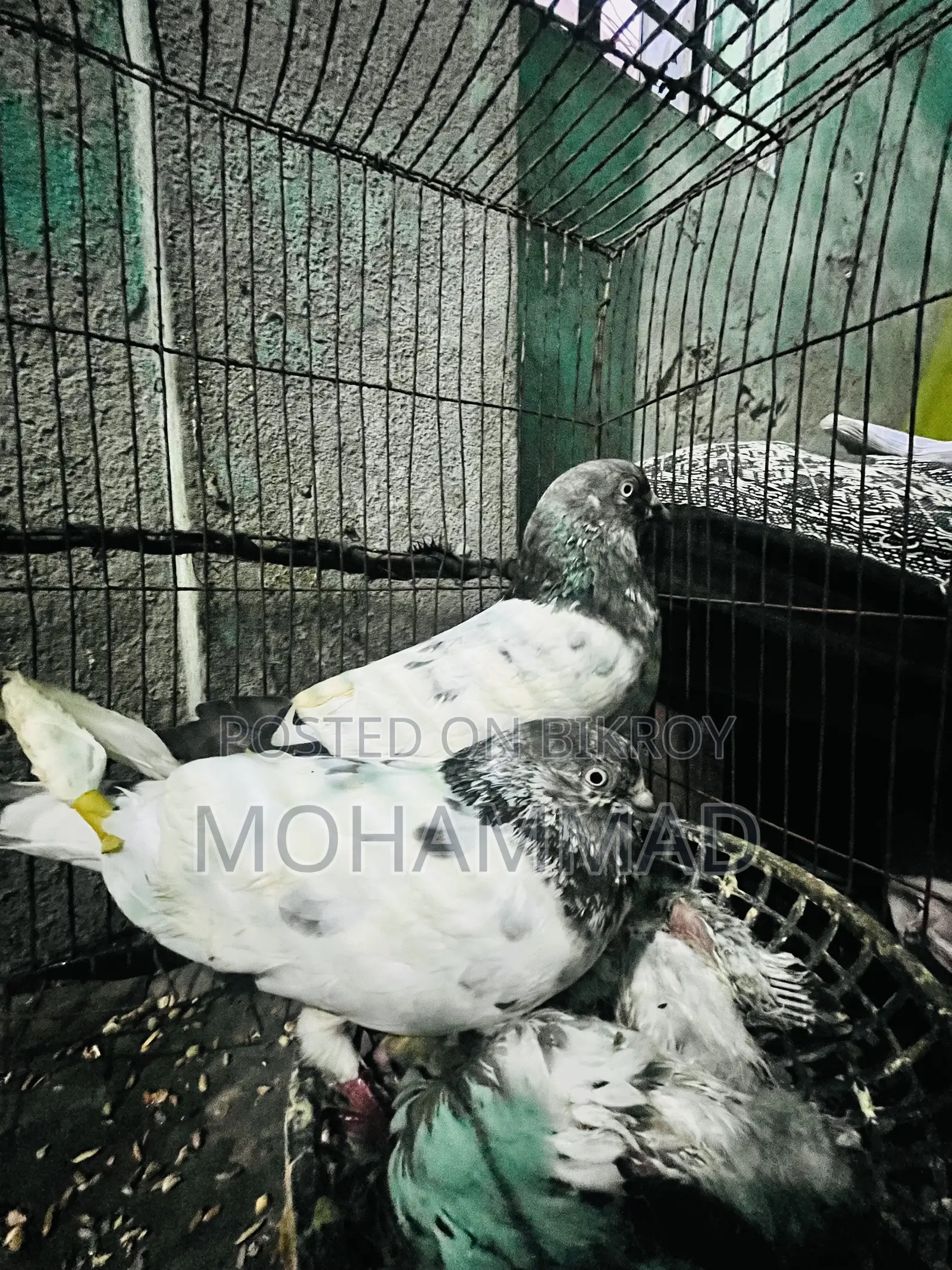 গিরিবাজ কবুতর