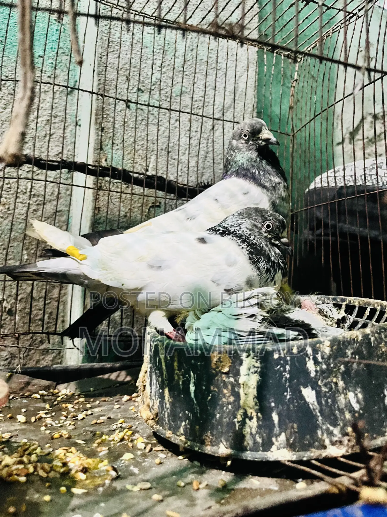 গিরিবাজ কবুতর