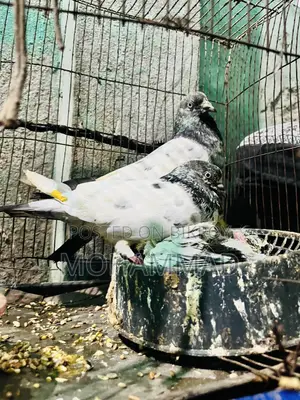গিরিবাজ কবুতর
