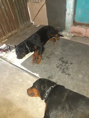 ১+ বছরের পুরুষ খাঁটি জাতের রটওয়েলার