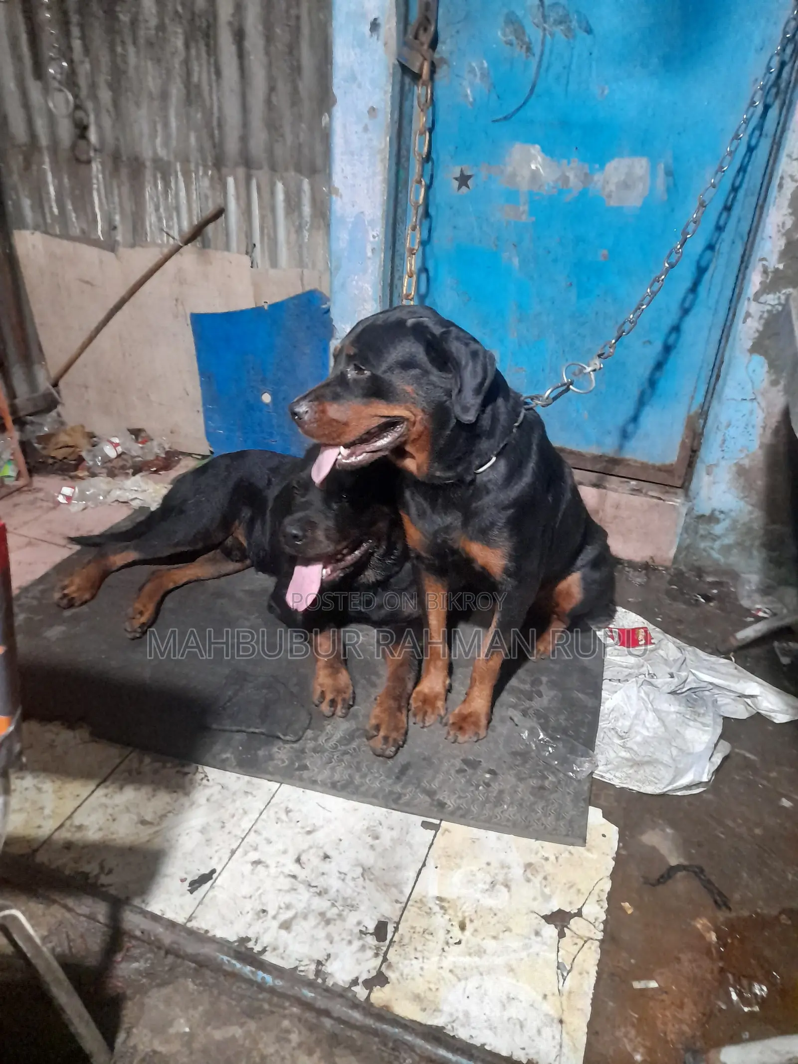 1+ Year Male Purebred Rottweiler