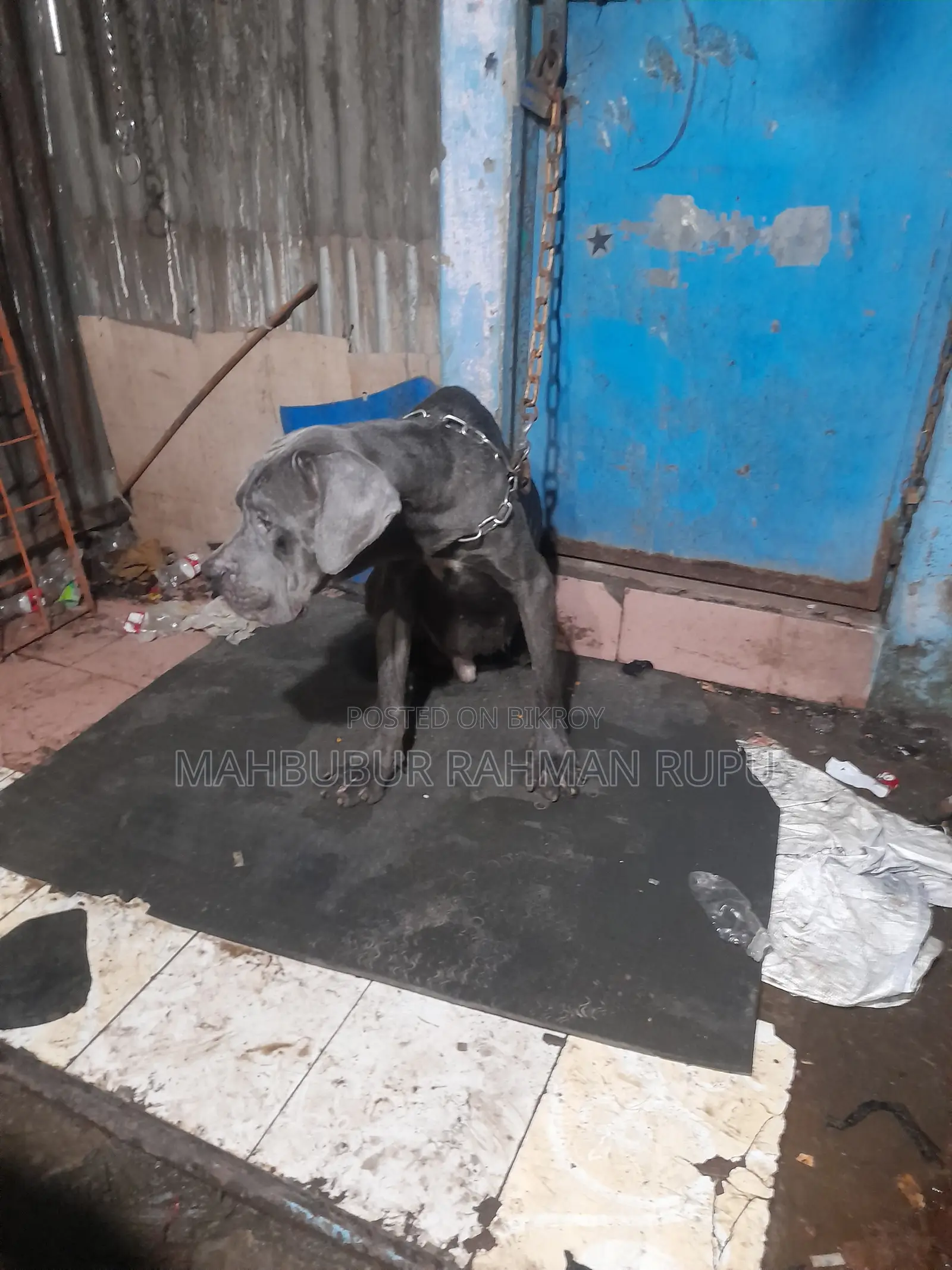 ১+ বছর বয়সী মেল পিওরব্রেড কেইন করসো