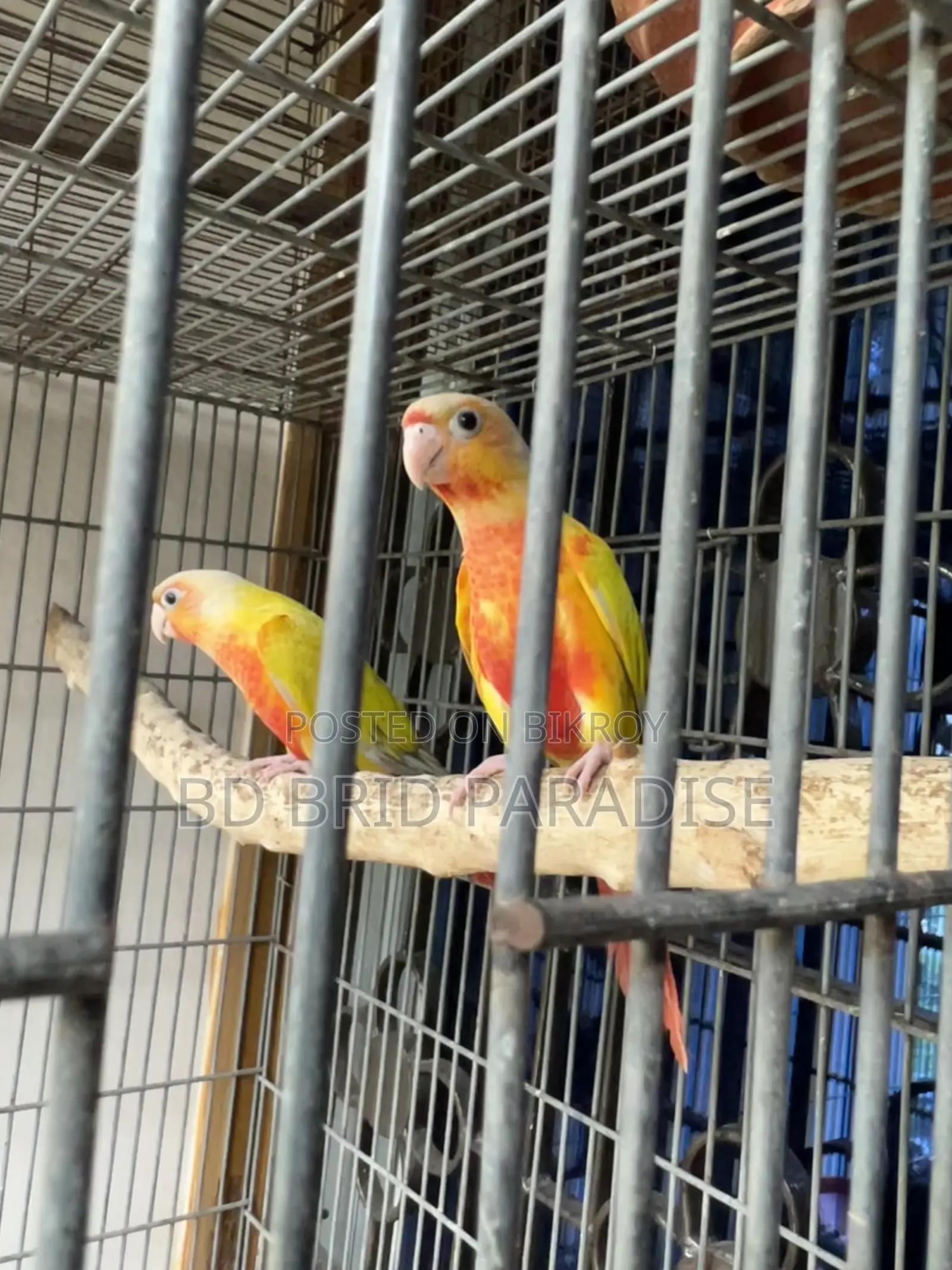 Sun Cheek Pair