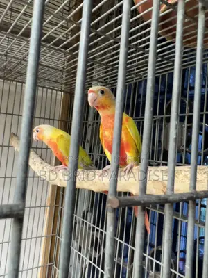 Sun Cheek Pair