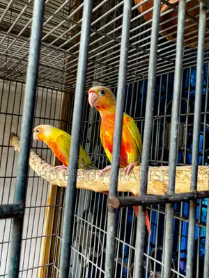 Sun Cheek Pair