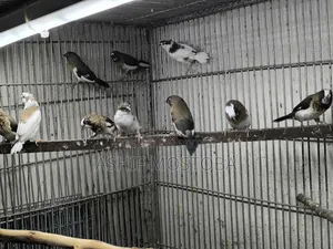 বেঙ্গলি ফিঞ্চ ১০ পিস বাচ্চা