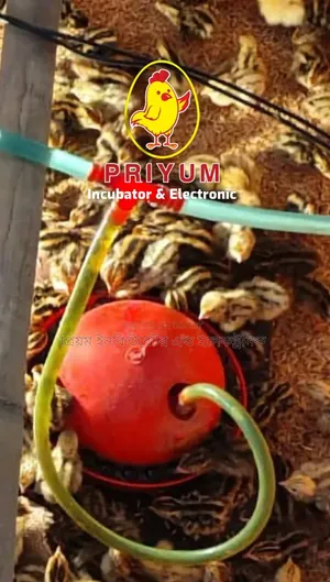 কোয়েল পাখির পানির পাত্র