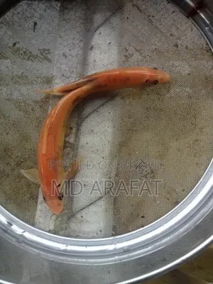 কিছু এল ডি সাকার মাছ