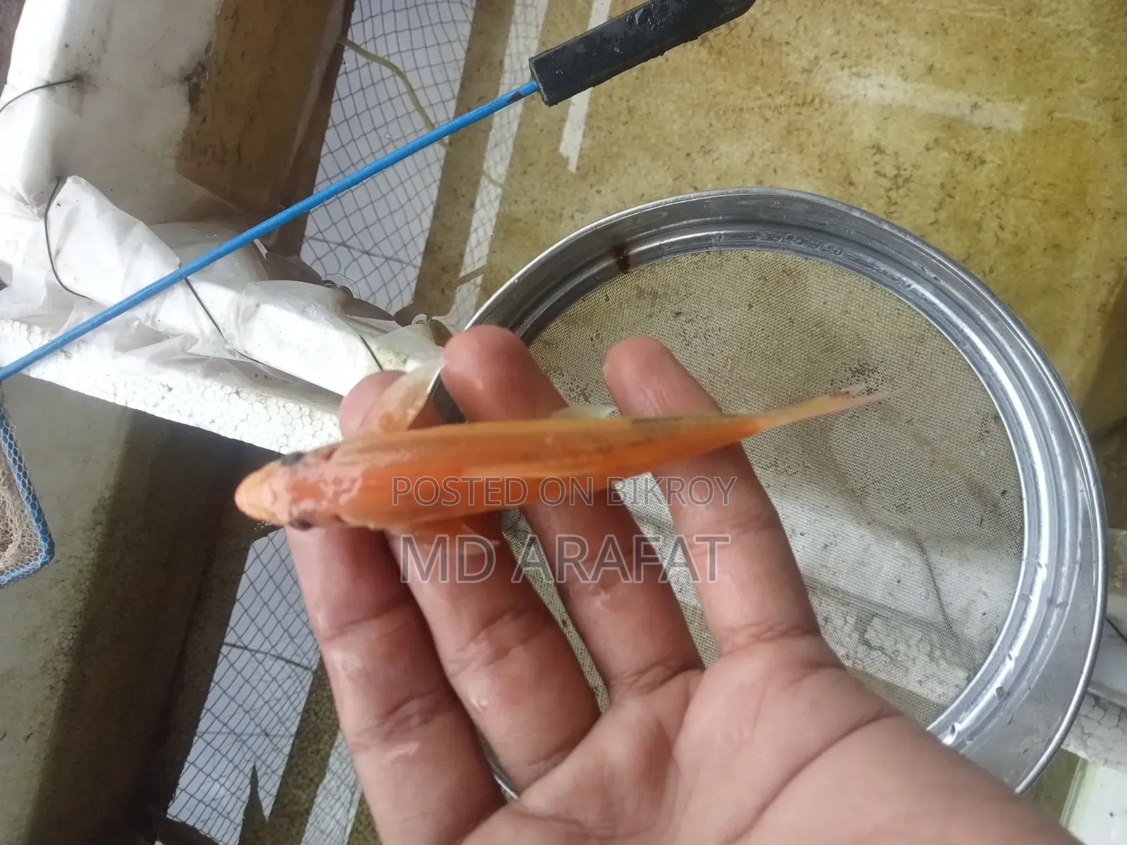 কিছু এল ডি সাকার মাছ
