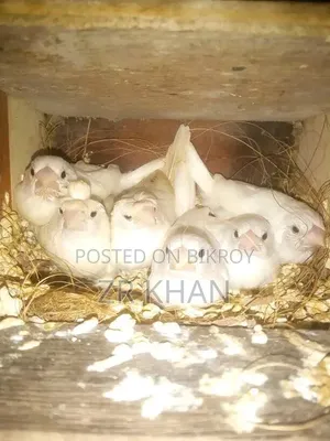 Bengali Finch