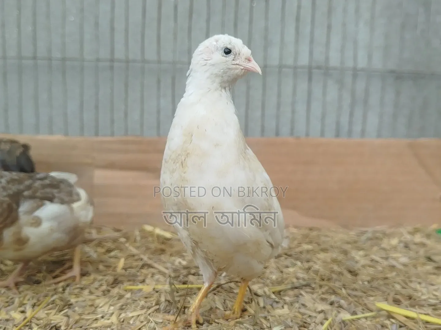 King Quail