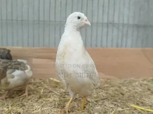 King Quail