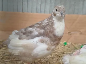 King Quail