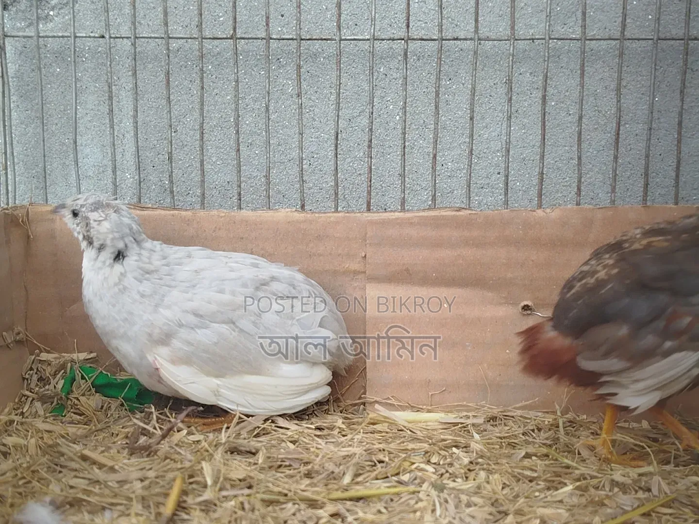 King Quail