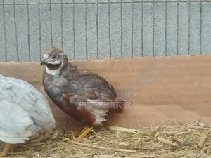 King Quail