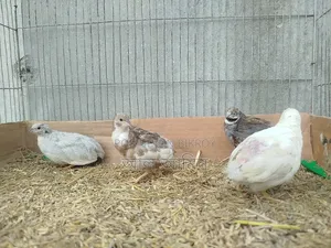 King Quail